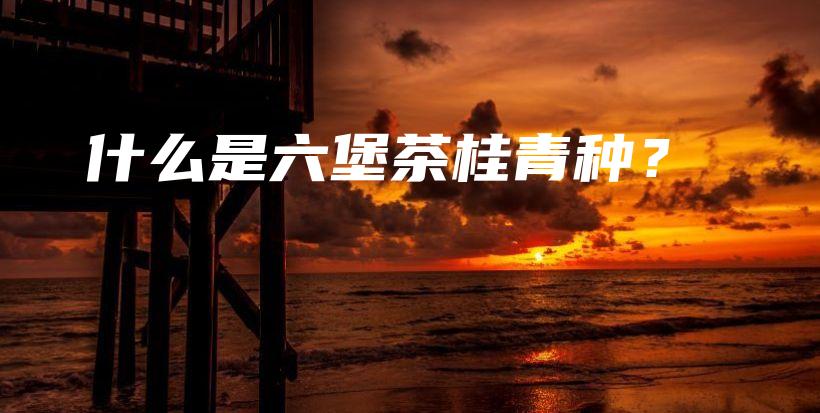什么是六堡茶桂青種？插圖
