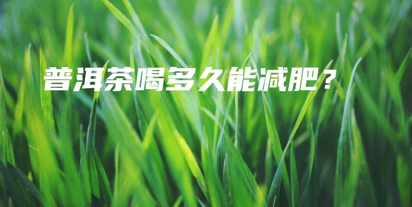 普洱茶喝多久能減肥？插圖