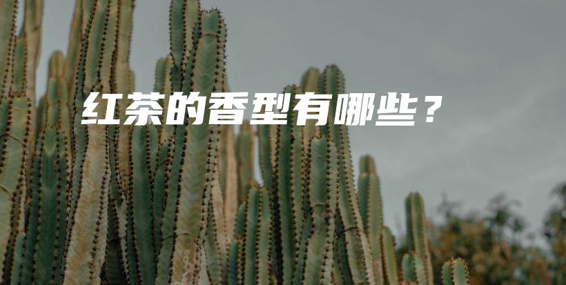 紅茶的香型有哪些？插圖