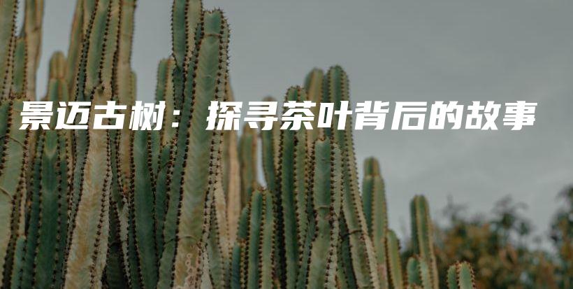 景邁古樹：探尋茶葉背后的故事插圖
