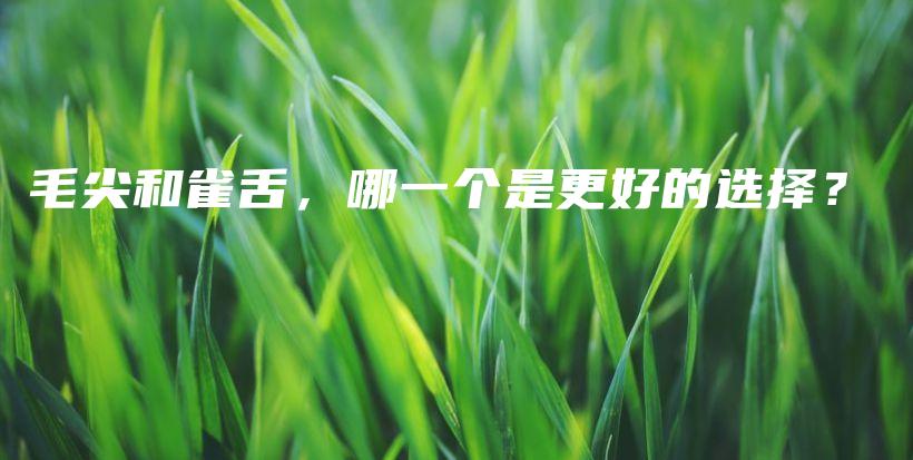 毛尖和雀舌，哪一個是更好的選擇？插圖