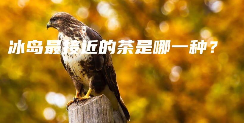 冰島最接近的茶是哪一種？插圖