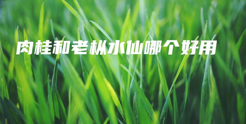 肉桂和老樅水仙哪個(gè)好用插圖