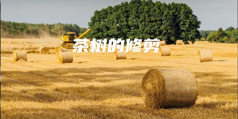 茶樹的修剪插圖
