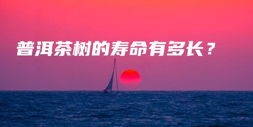 普洱茶樹的壽命有多長？插圖