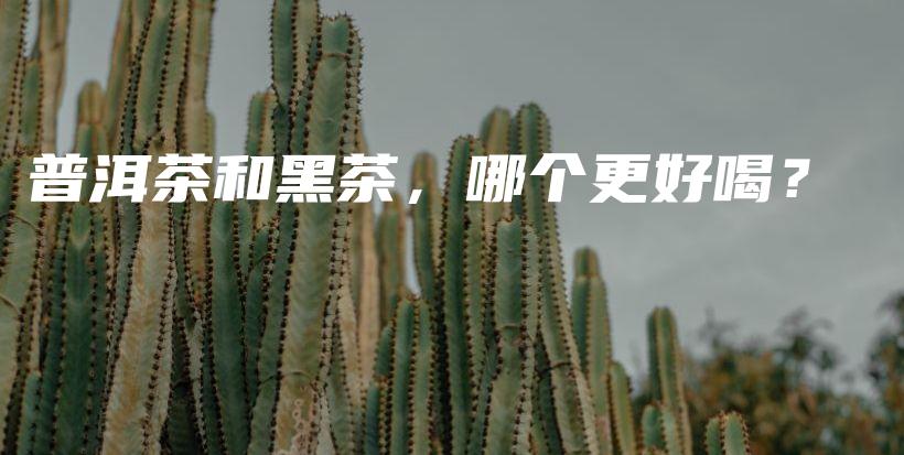 普洱茶和黑茶，哪個更好喝？插圖