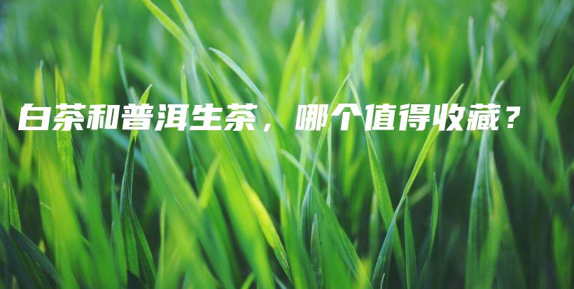 白茶和普洱生茶，哪個值得收藏？插圖