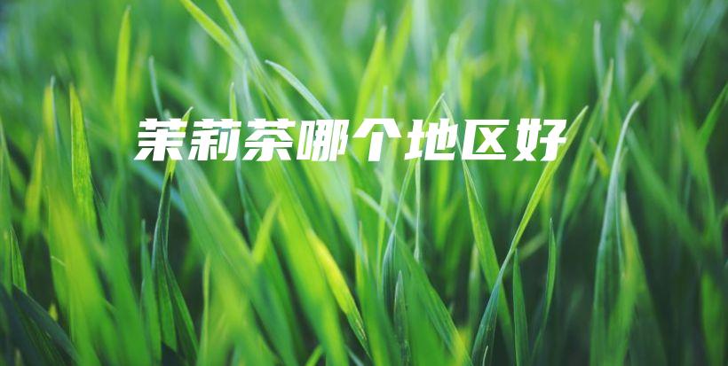 茉莉茶哪個地區(qū)好插圖