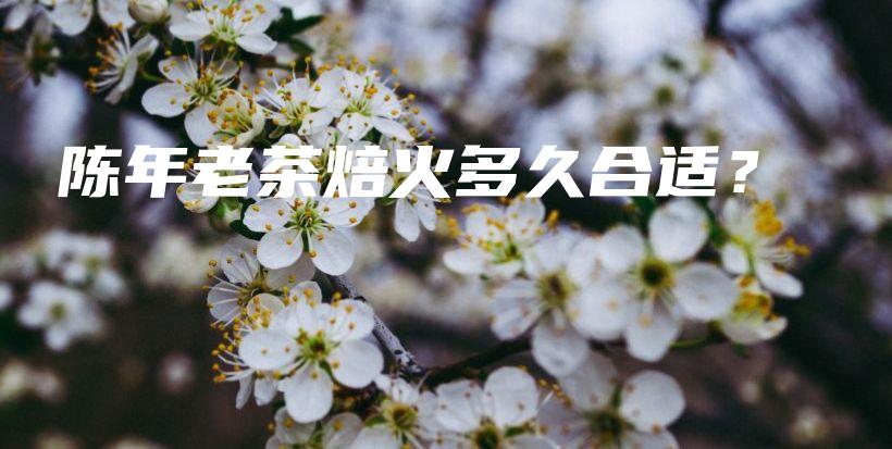 陳年老茶焙火多久合適？插圖