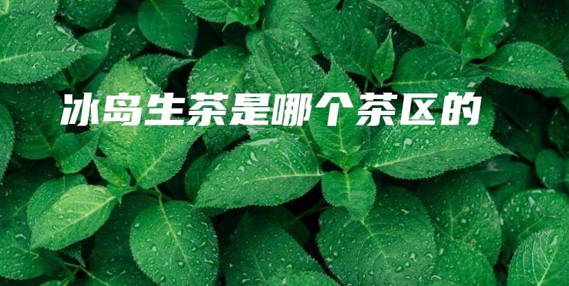 冰島生茶是哪個茶區(qū)的插圖