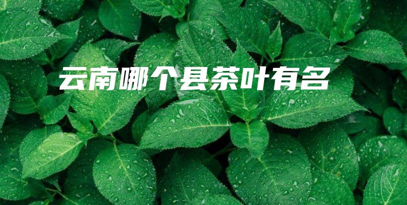 云南哪個縣茶葉有名插圖
