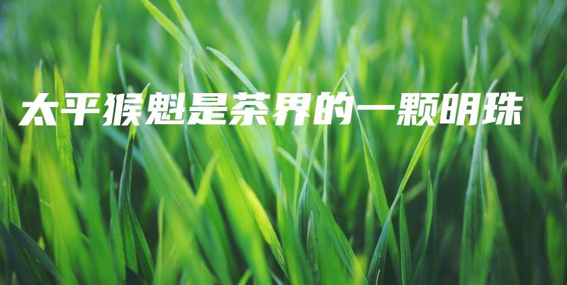 太平猴魁是茶界的一顆明珠插圖