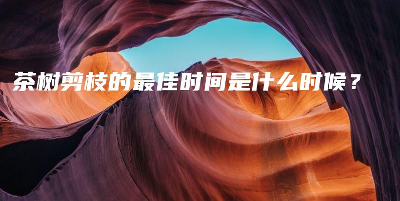茶樹剪枝的最佳時間是什么時候？插圖