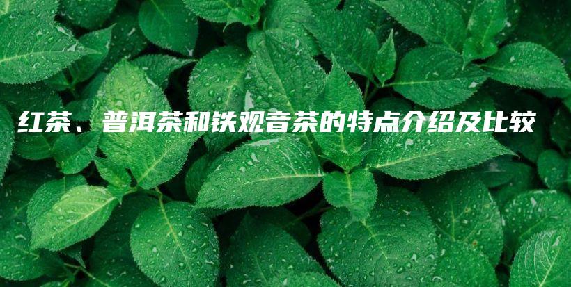 紅茶、普洱茶和鐵觀音茶的特點(diǎn)介紹及比較插圖
