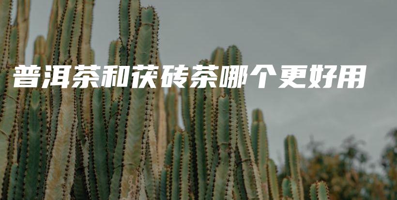 普洱茶和茯磚茶哪個(gè)更好用插圖