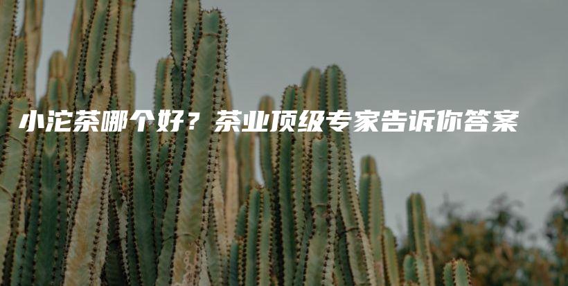 小沱茶哪個好？茶業(yè)頂級專家告訴你答案插圖