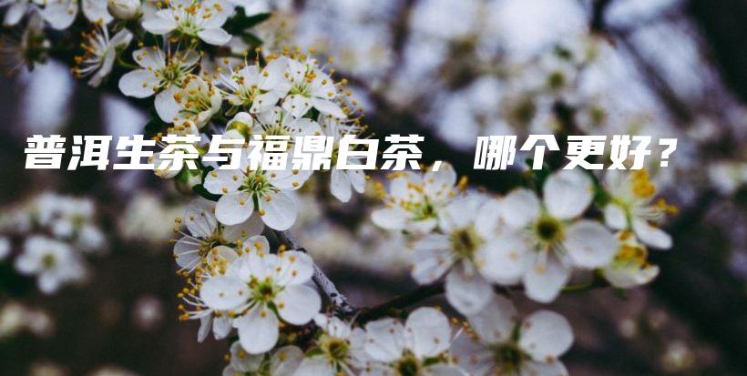 普洱生茶與福鼎白茶，哪個(gè)更好？插圖