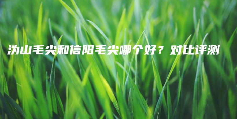 溈山毛尖和信陽毛尖哪個好？對比評測插圖
