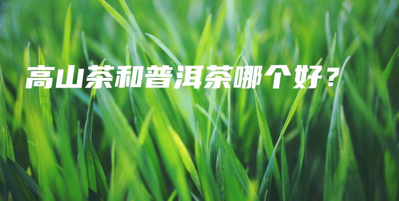 高山茶和普洱茶哪個好？插圖