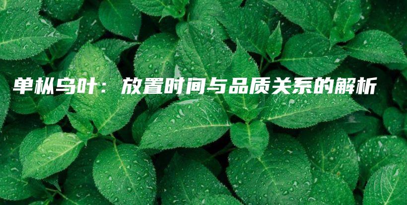 單樅烏葉：放置時(shí)間與品質(zhì)關(guān)系的解析插圖