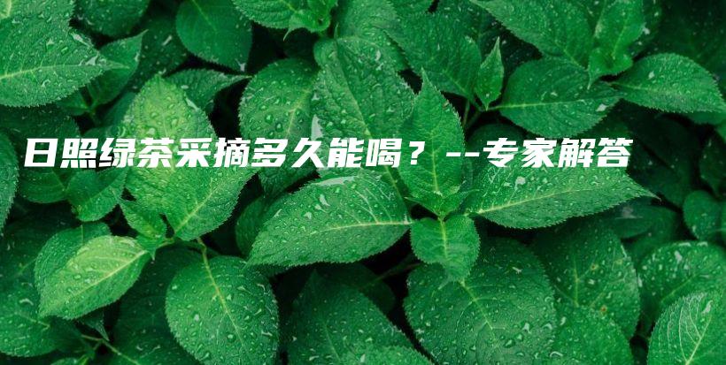 日照綠茶采摘多久能喝？–專家解答插圖