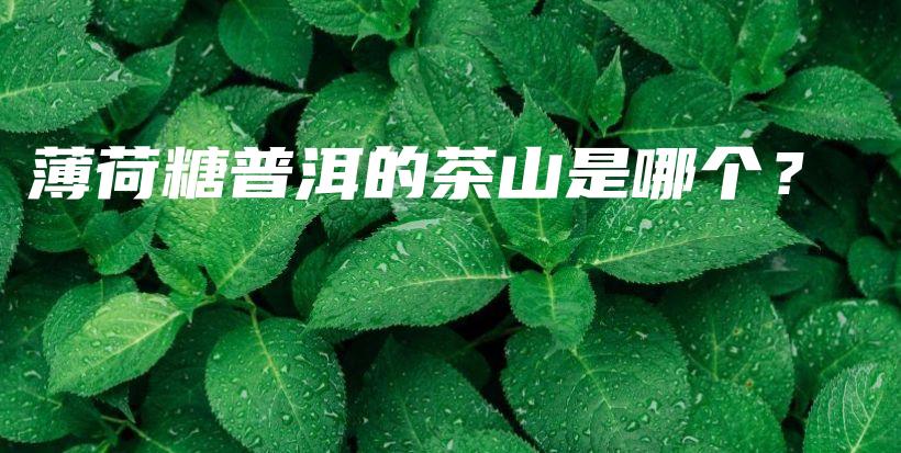 薄荷糖普洱的茶山是哪個？插圖