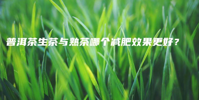 普洱茶生茶與熟茶哪個減肥效果更好？插圖