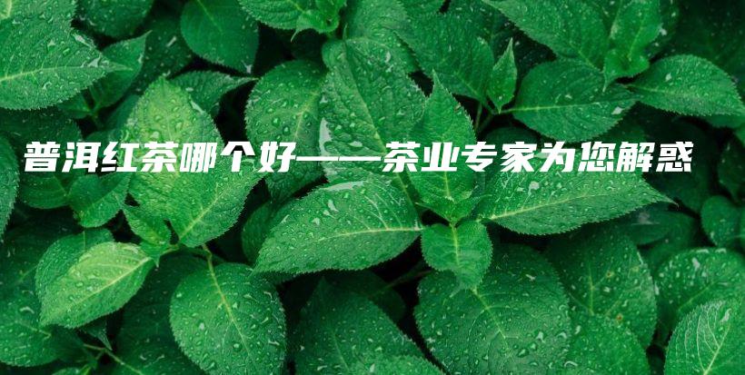 普洱紅茶哪個(gè)好——茶業(yè)專(zhuān)家為您解惑插圖
