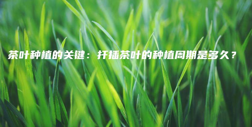 茶葉種植的關(guān)鍵：扦插茶葉的種植周期是多久？插圖