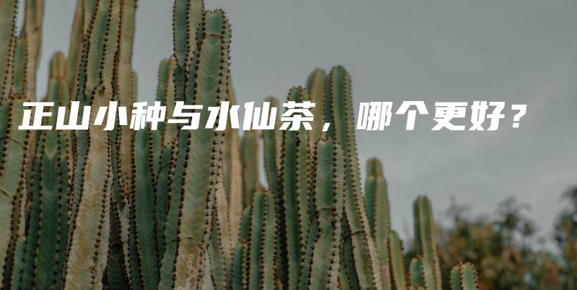 正山小種與水仙茶，哪個更好？插圖