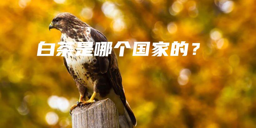白茶是哪個(gè)國(guó)家的？插圖