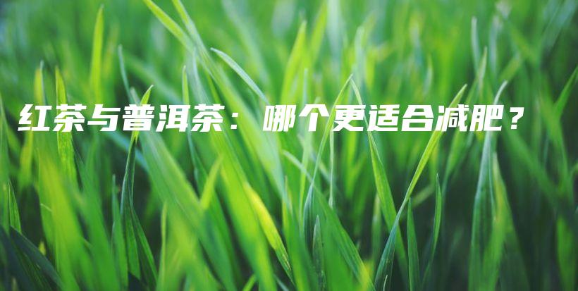 紅茶與普洱茶：哪個(gè)更適合減肥？插圖
