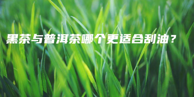 黑茶與普洱茶哪個(gè)更適合刮油？插圖