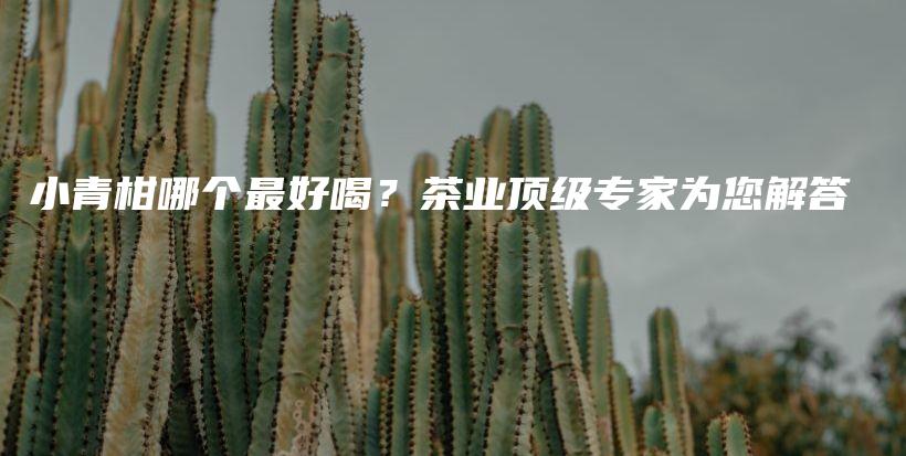 小青柑哪個最好喝？茶業(yè)頂級專家為您解答插圖