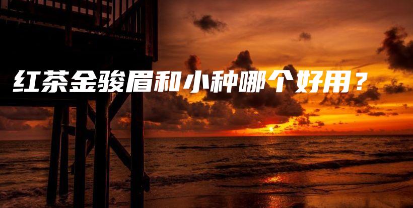 紅茶金駿眉和小種哪個好用？插圖