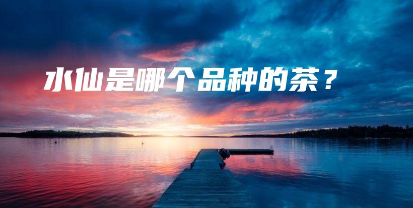 水仙是哪個(gè)品種的茶？插圖