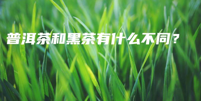 普洱茶和黑茶有什么不同？插圖