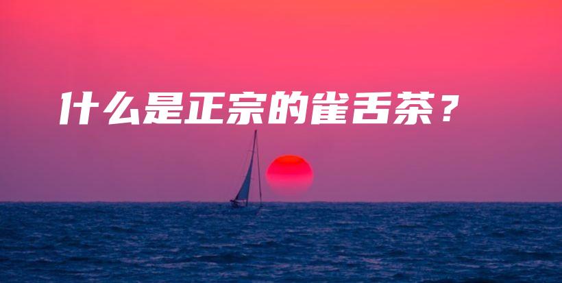 什么是正宗的雀舌茶？插圖
