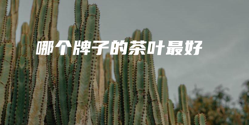 哪個(gè)牌子的茶葉最好插圖