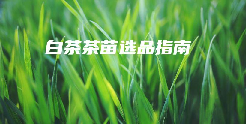 白茶茶苗選品指南插圖