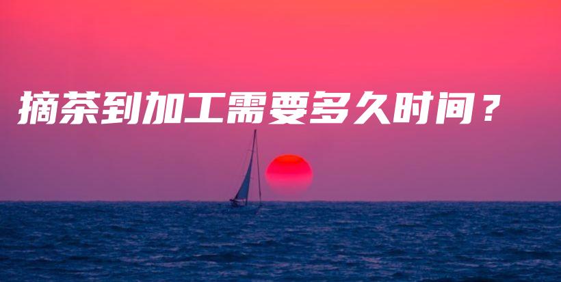 摘茶到加工需要多久時間？插圖