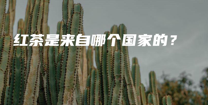 紅茶是來自哪個(gè)國(guó)家的？插圖