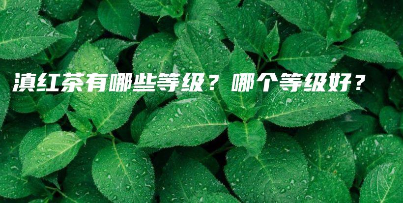 滇紅茶有哪些等級？哪個等級好？插圖