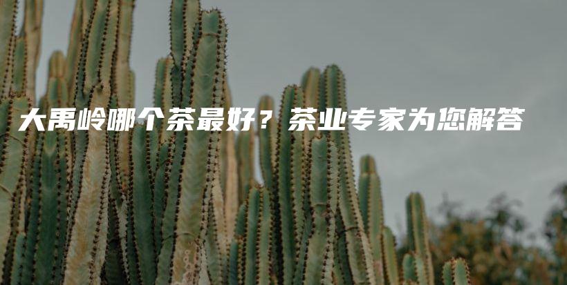 大禹嶺哪個茶最好？茶業(yè)專家為您解答插圖