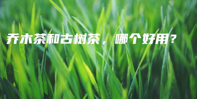 喬木茶和古樹茶，哪個好用？插圖