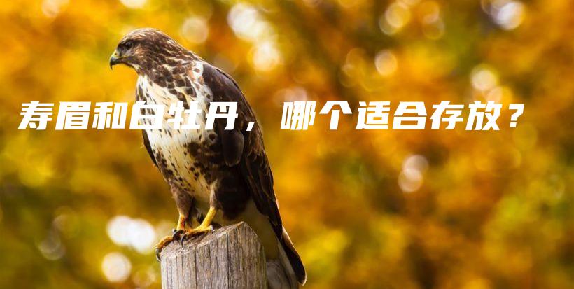壽眉和白牡丹，哪個(gè)適合存放？插圖