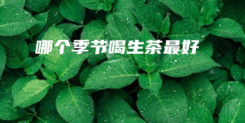 哪個(gè)季節(jié)喝生茶最好插圖