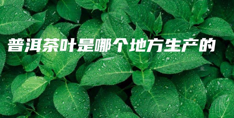 普洱茶葉是哪個(gè)地方生產(chǎn)的插圖