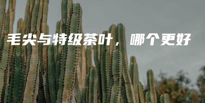 毛尖與特級茶葉，哪個(gè)更好插圖