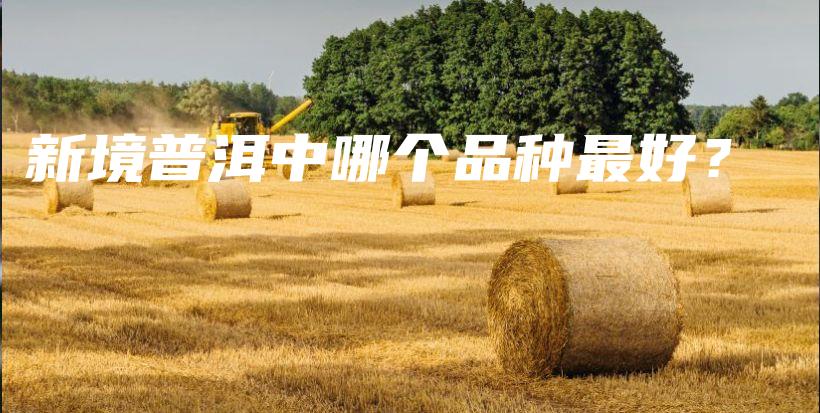 新境普洱中哪個(gè)品種最好？插圖